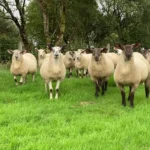 طرح پرورش گوسفند لاروف