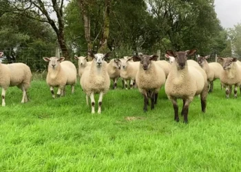 طرح توجیهی احداث فارم پرورش گوسفند لاروف