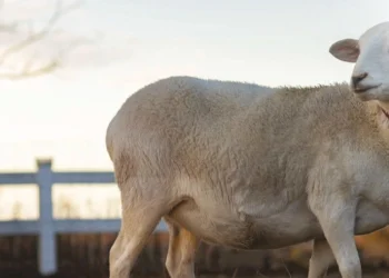 طرح توجیهی احداث فارم پرورش گوسفند لاکن