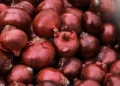 طرح توجیهی احداث فارم کشت پیاز