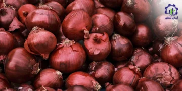 طرح توجیهی احداث فارم کشت پیاز