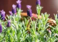 طرح توجیهی احداث فارم کشت گیاه اسطوخودوس