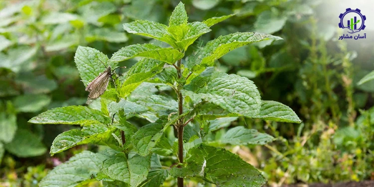 طرح توجیهی احداث فارم کشت گیاه سوسنبر