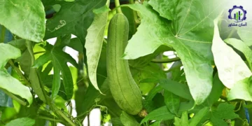 طرح توجیهی احداث فارم کشت گیاه لوفا