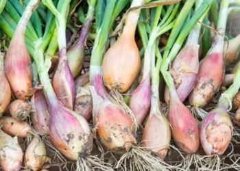 طرح توجیهی احداث فارم کشت گیاه موسیر