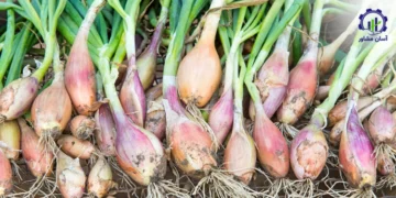 طرح توجیهی احداث فارم کشت گیاه موسیر