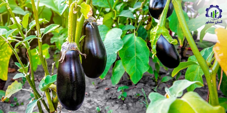 طرح توجیهی احداث گلخانه بادمجان