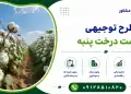 طرح کاشت درخت پنبه