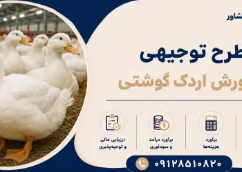 طرح پرورش اردک گوشتی