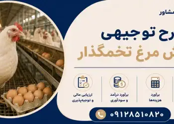 طرح پرورش مرغ تخمگذار