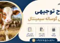 طرح پرورش گوساله سیمینتال
