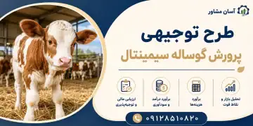 طرح پرورش گوساله سیمینتال