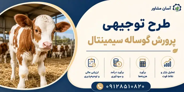 طرح پرورش گوساله سیمینتال