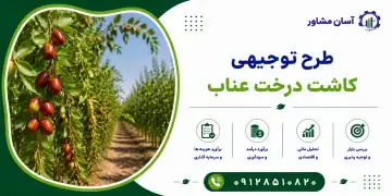 طرح کاشت درخت عناب