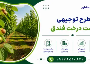 طرح کاشت درخت فندق