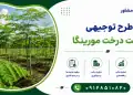 طرح کاشت درخت مورینگا