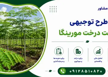طرح کاشت درخت مورینگا