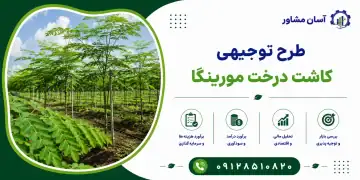 طرح کاشت درخت مورینگا