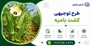 طرح کشت بامیه
