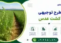طرح کشت عدس