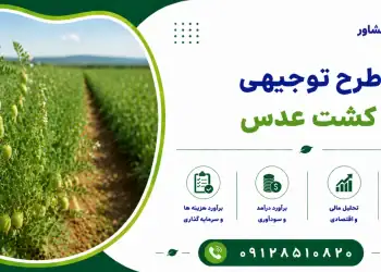طرح کشت عدس