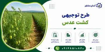 طرح کشت عدس