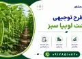 طرح کشت لوبیا سبز