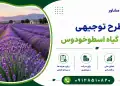 طرح کشت گیاه اسطوخودوس