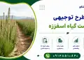 طرح کشت گیاه اسفرزه