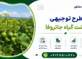 طرح کشت گیاه جاتروفا