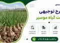 طرح کشت گیاه موسیر