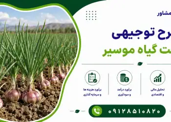طرح کشت گیاه موسیر