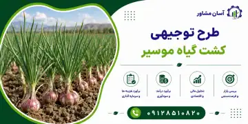 طرح کشت گیاه موسیر