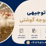 طرح پرورش جوجه گوشتی
