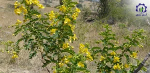 بررسی بازار داخلی و خارجی گیاه کاسیا