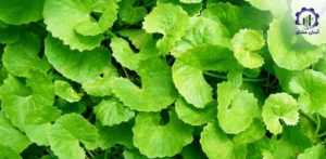 بررسی بازار داخلی و خارجی گیاه گوتاکولا