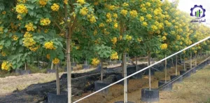 مراحل کشت گیاه کاسیا؛ راهنمای تخصصی برای کشاورزان