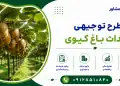 طرح احداث باغ کیوی