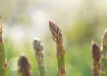 طرح کشت مارچوبه