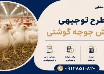 طرح پرورش جوجه گوشتی