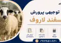 طرح پرورش گوسفند لاروف