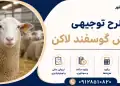 طرح پرورش گوسفند لاکن