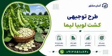 طرح کشت لوبیا لیما