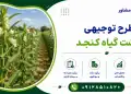 طرح کشت گیاه کنجد
