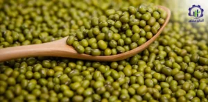 بررسی بازار داخلی و خارجی بوته ماش