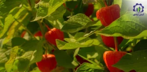 بررسی بازار داخلی و خارجی فیسالیس میوه