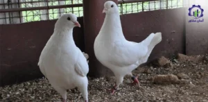 بررسی بازار داخلی و خارجی کبوتر گوشتی
