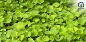 بررسی بازار داخلی و خارجی گیاه آب بشقابی