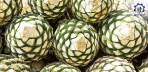 بررسی بازار داخلی و خارجی گیاه تکیلا