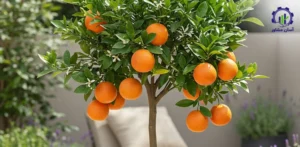 بررسی بازار داخلی و خارجی